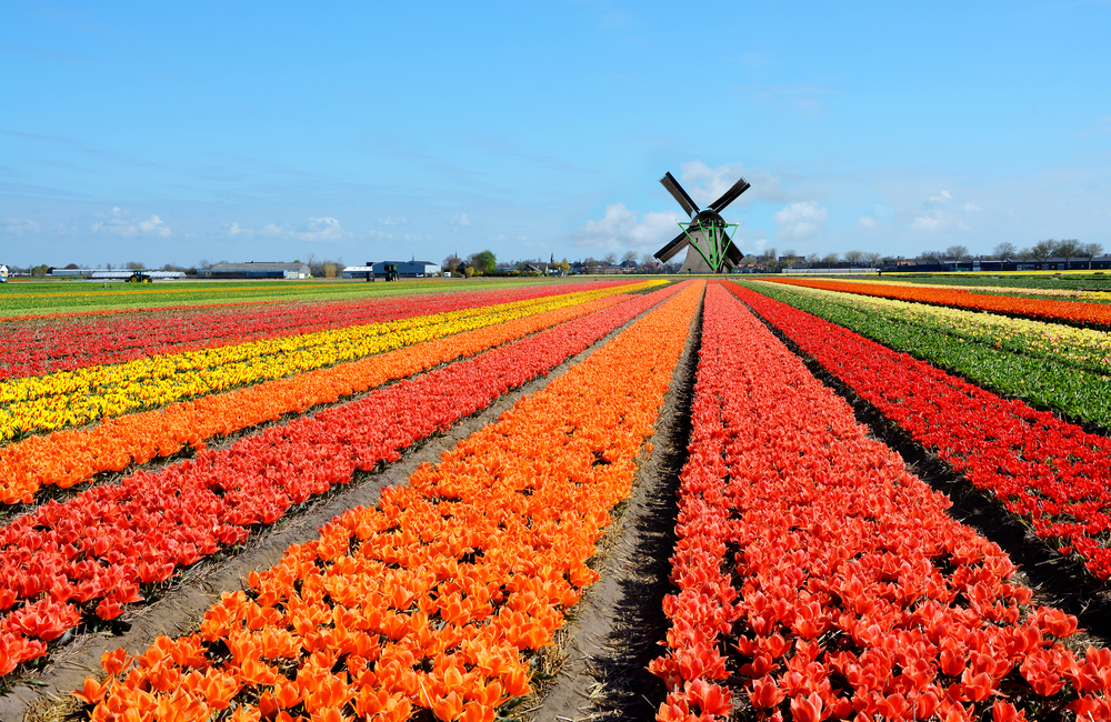 Tulip field